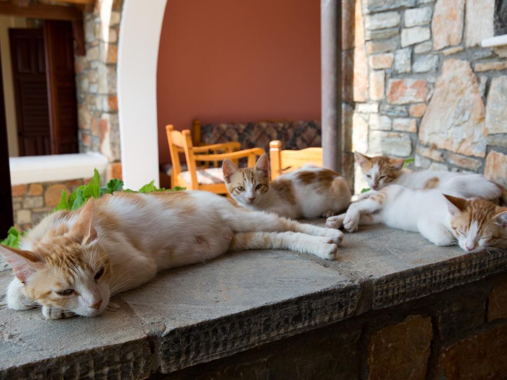 Alonissos Muses Villas Kalamakia Екстериор снимка